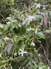 Jasminum simplicifolium
