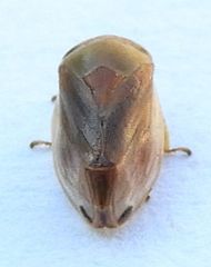 Clastoptera testacea