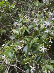 Jasminum simplicifolium