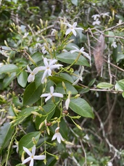 Jasminum simplicifolium