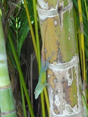 Anolis grahami grahami