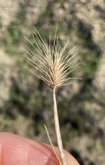 Hordeum marinum