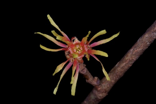Image of Hamamelis ovalis by (c) Michelle W. （鍾偉瑋）, some rights reserved (CC BY)