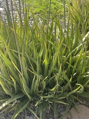 Aloe