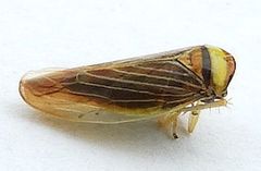 Colladonus brunneus