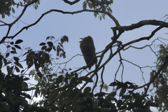 Perissocephalus tricolor