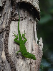Anolis garmani