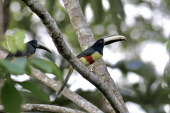 Pteroglossus aracari