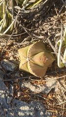 Astrophytum myriostigma