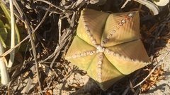 Astrophytum myriostigma