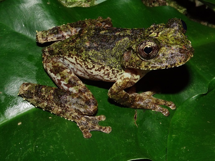 Jamaican Snoring Frog