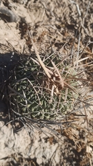 Echinofossulocactus lloydii
