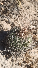 Echinofossulocactus lloydii