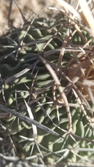 Echinofossulocactus lloydii