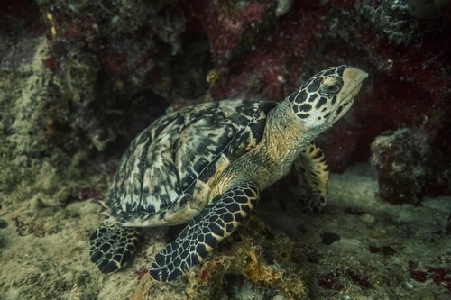 Cayo Campo