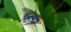 Silbomyia
