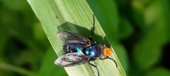 Silbomyia