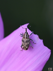 Pseudocentrinus ochraceus