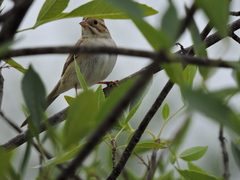 Spizella pallida