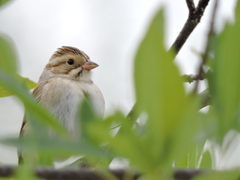 Spizella pallida