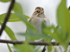 Spizella pallida