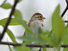Spizella pallida