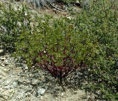 Arctostaphylos bakeri bakeri