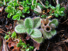 Myosotis antarctica