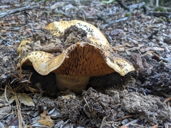 Cortinarius ponderosus