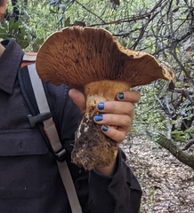 Cortinarius ponderosus
