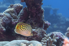 Chaetodon pelewensis