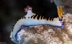 Nembrotha