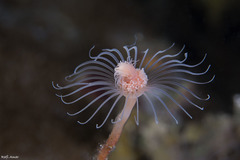 Ralpharia magnifica