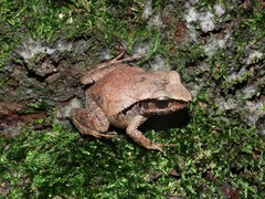 Eleutherodactylus gossei