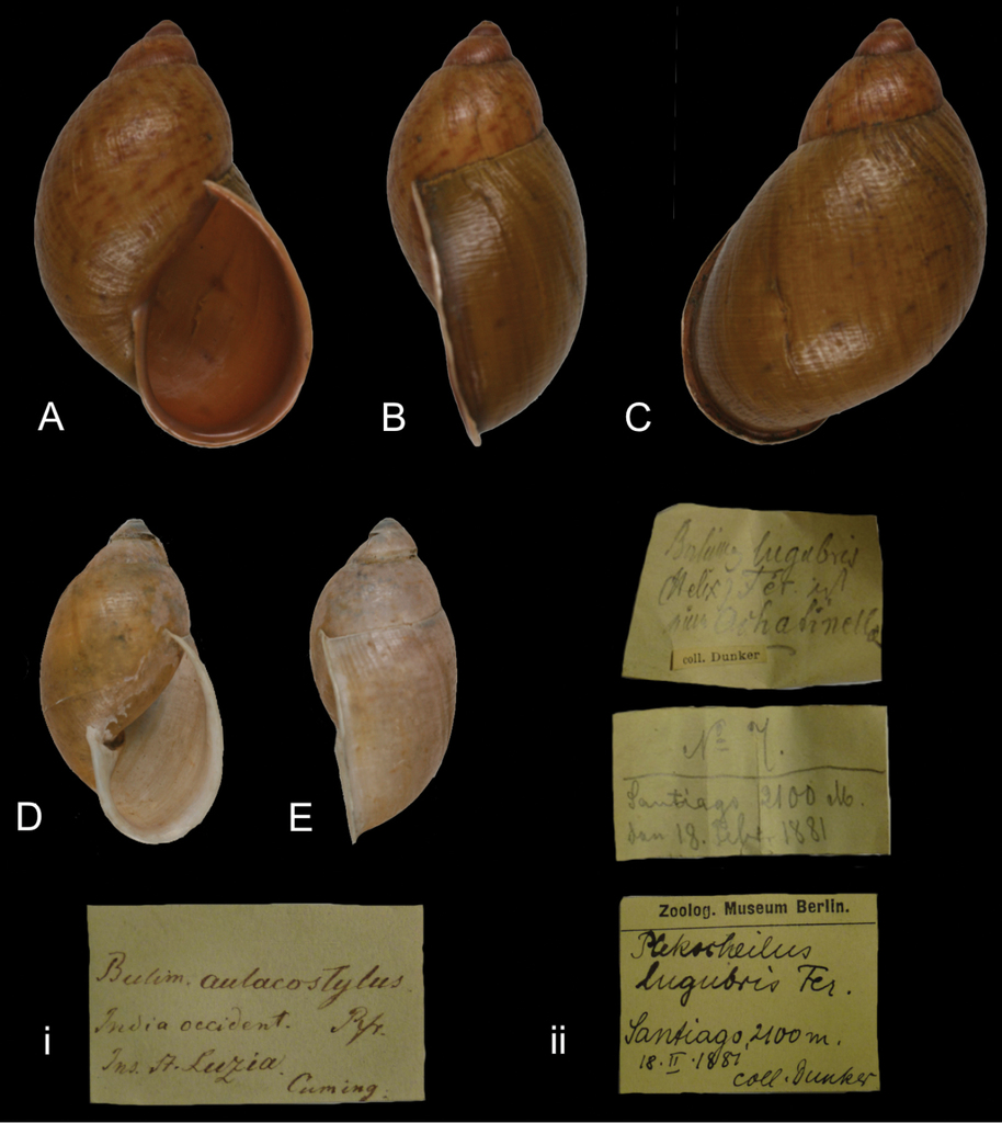 Plekocheilus aulacostylus