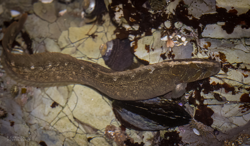 Monkey-faced Prickleback