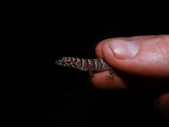 Sphaerodactylus parkeri