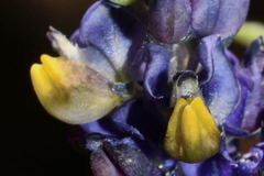 Monnina ciliolata