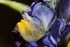 Monnina ciliolata