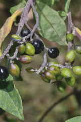 Monnina ciliolata