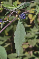 Monnina ciliolata