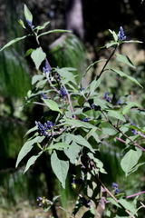 Monnina ciliolata