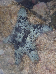 Asteropsis carinifera