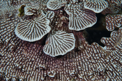 Phyllospongia
