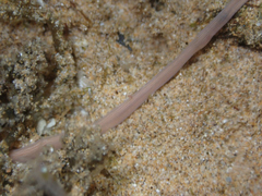 Baseodiscus delineatus