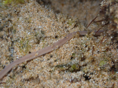 Baseodiscus delineatus