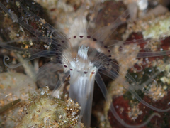 Isarachnanthus