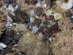 Isarachnanthus