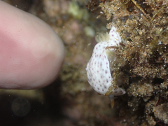 Chromodoris aspersa