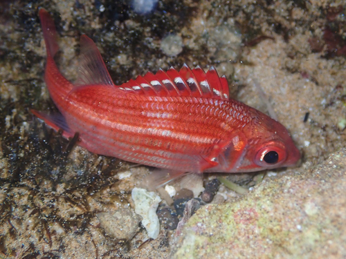Speckled Squirrelfish